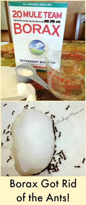 Indoor Ant Baits with Borax (everything you need to know)