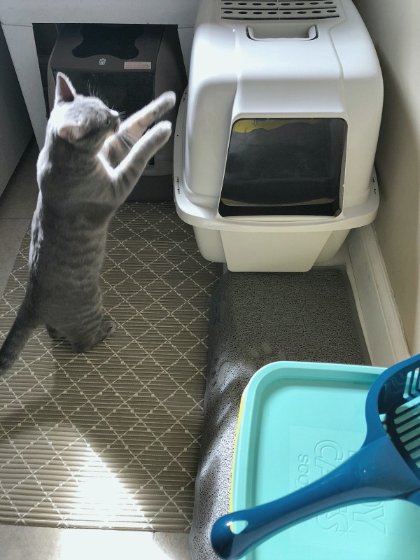 cat litter tray target
