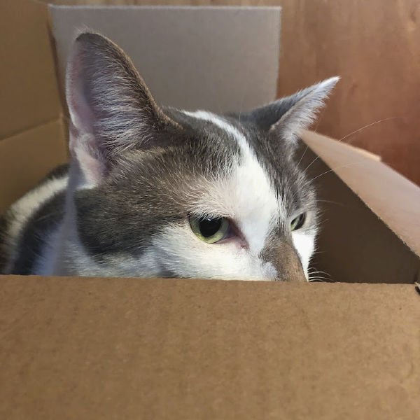 cat in a box