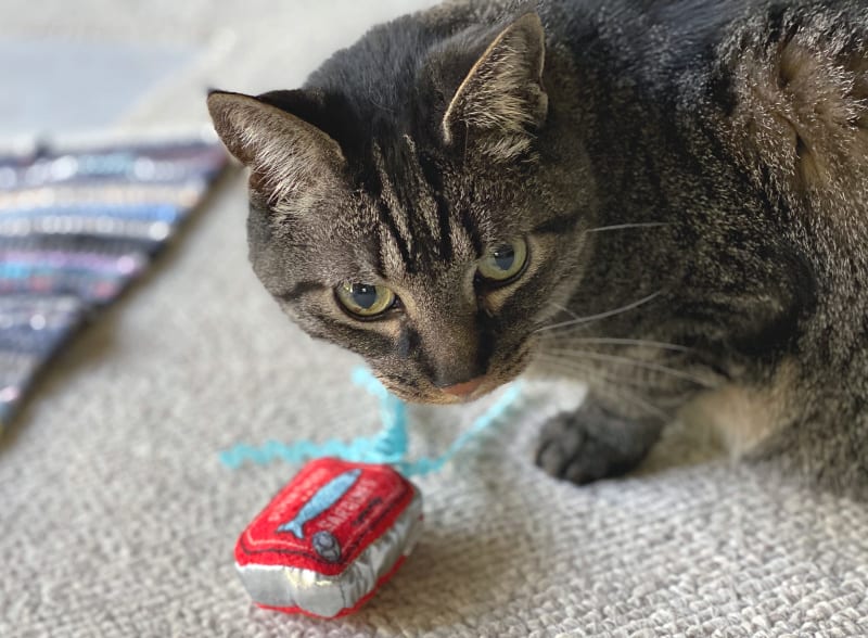 brown cat with a toy