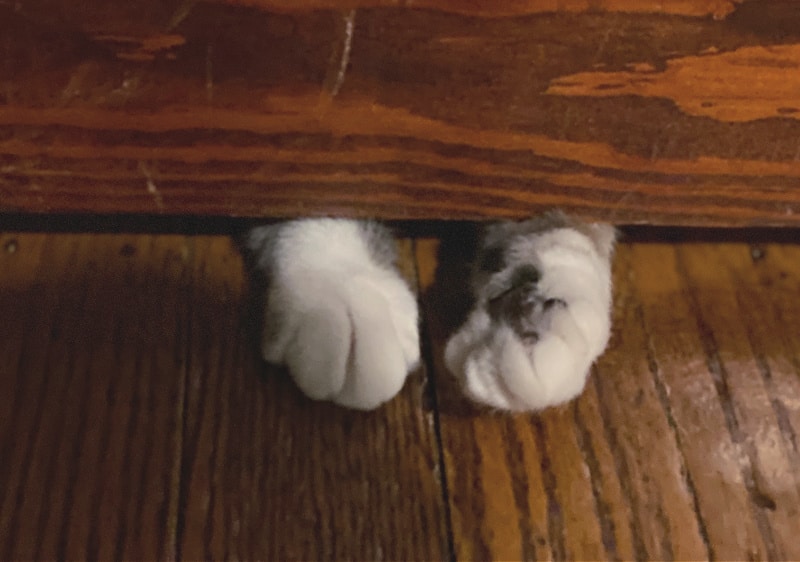 cat going under door
