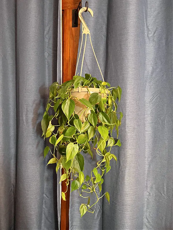 hanging plant